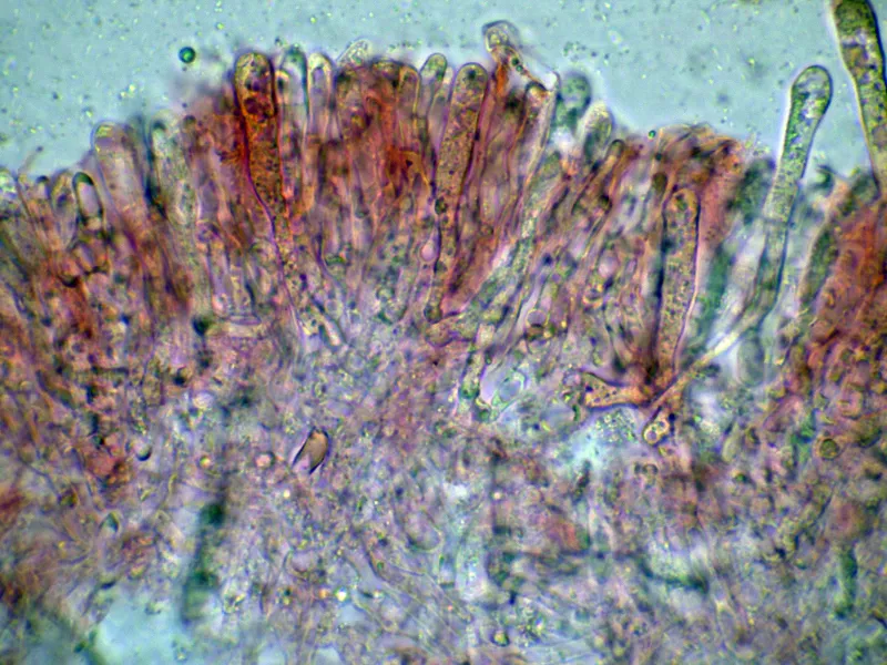 Clavulinopsis laeticolor 10 - Basidios-005